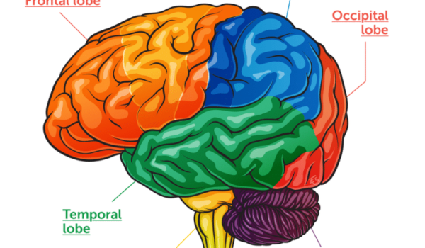 picture of brain with section labels