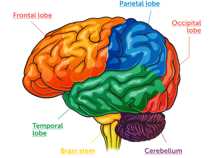 picture of brain with section labels